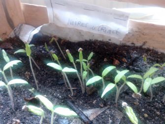 graines de légumes anciens