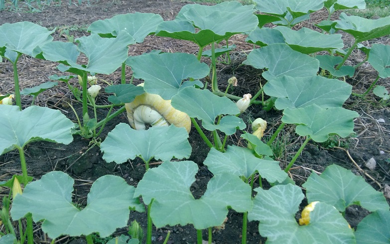 Le potager anti-crise