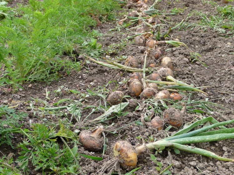vivre a la campagne le mois d'Août