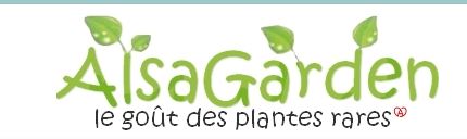 graines de légumes anciens