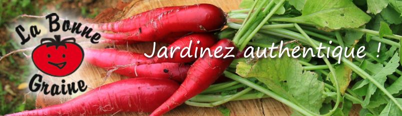 graines de légumes anciens