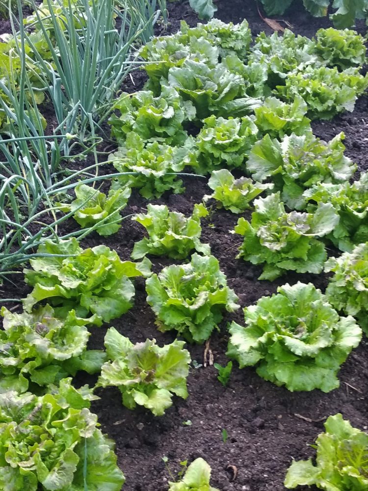 Le potager anti-crise