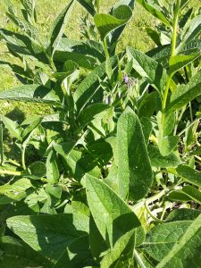 plats de saison