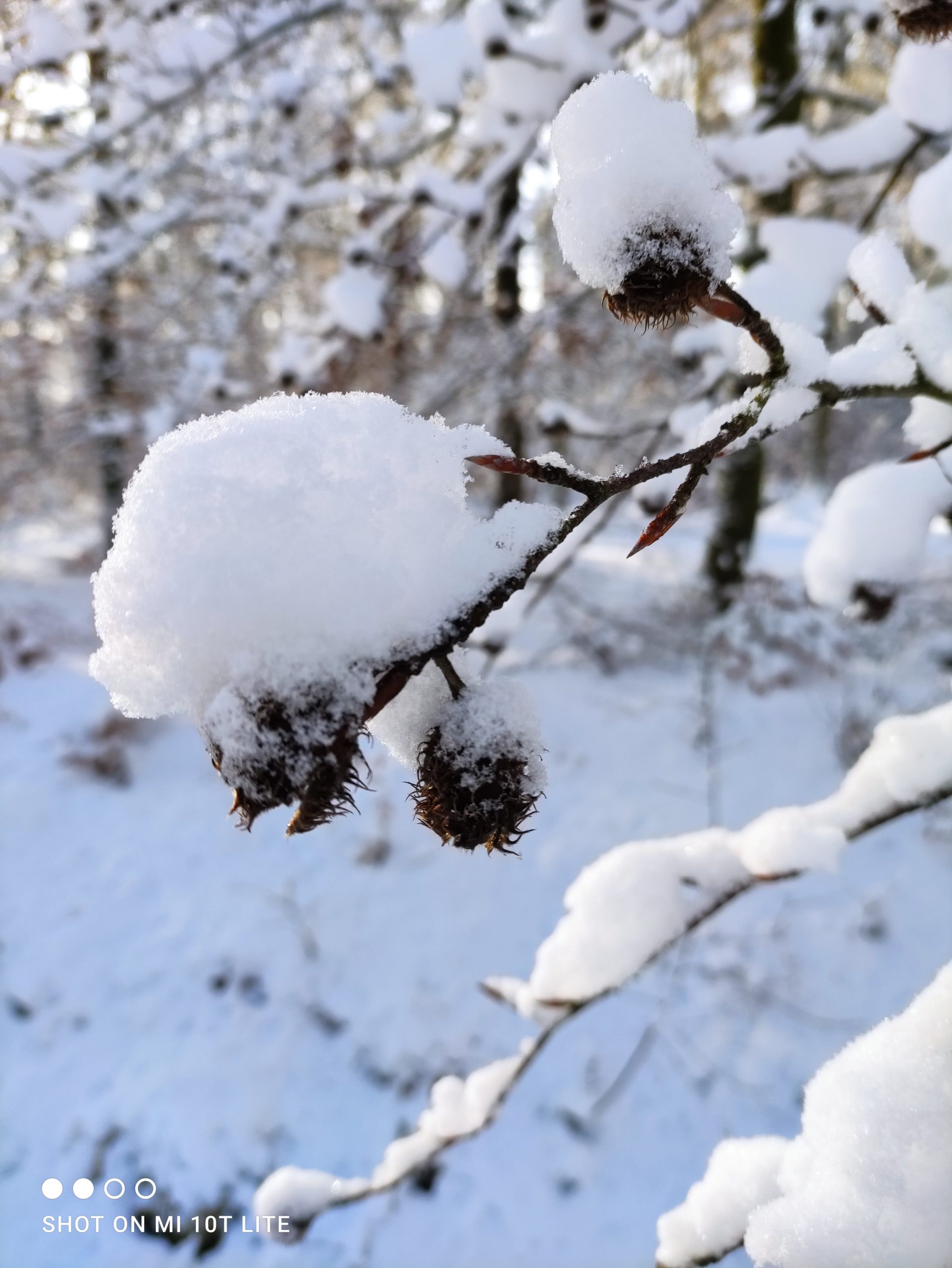 neige en janvier