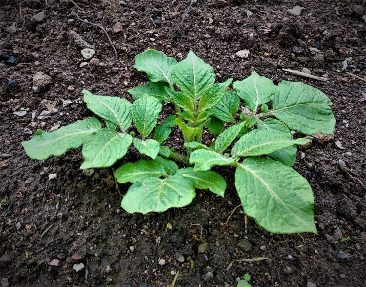 pommes de terre bio