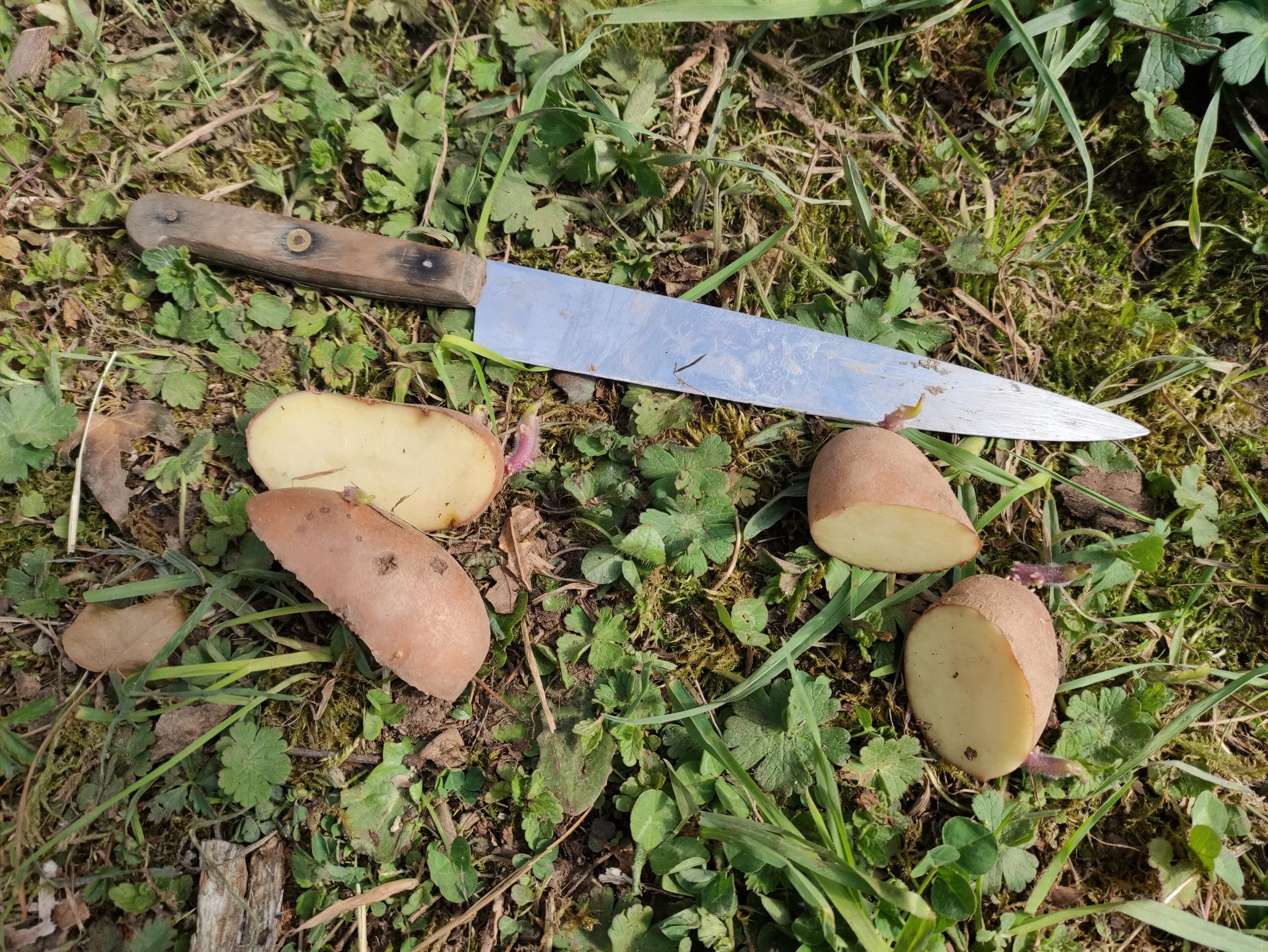 pommes de terre bio