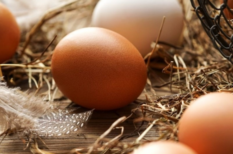 comment conserver les oeufs