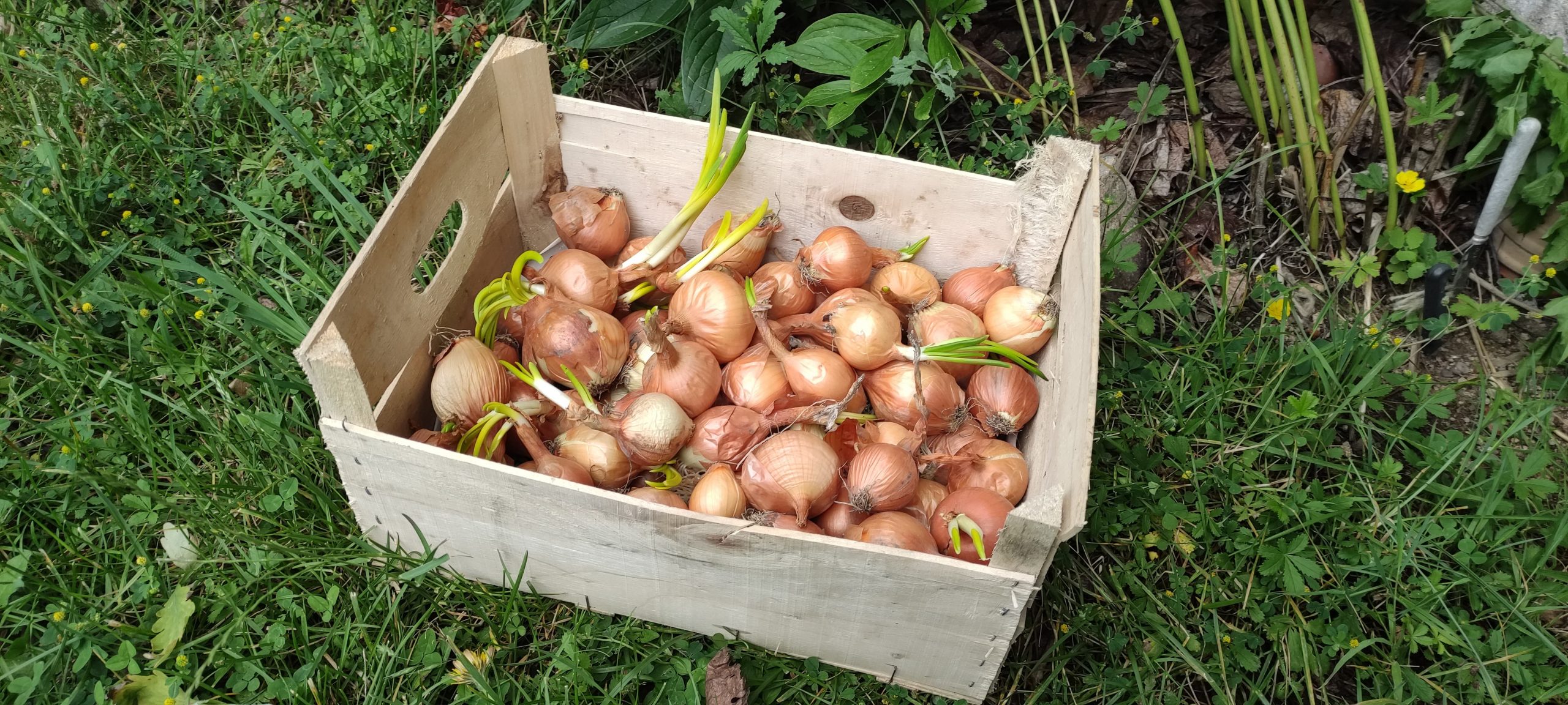 conservation des légumes