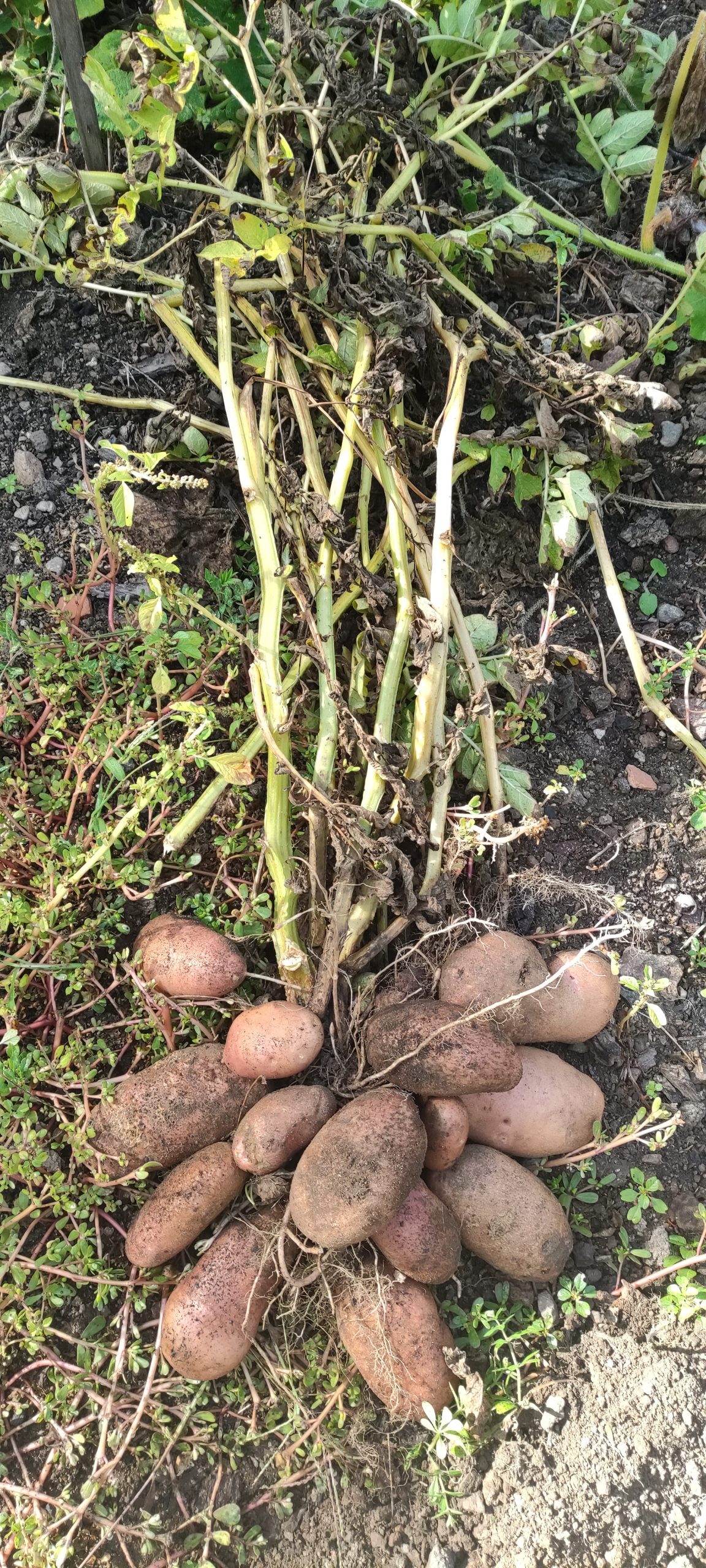 pommes de terre