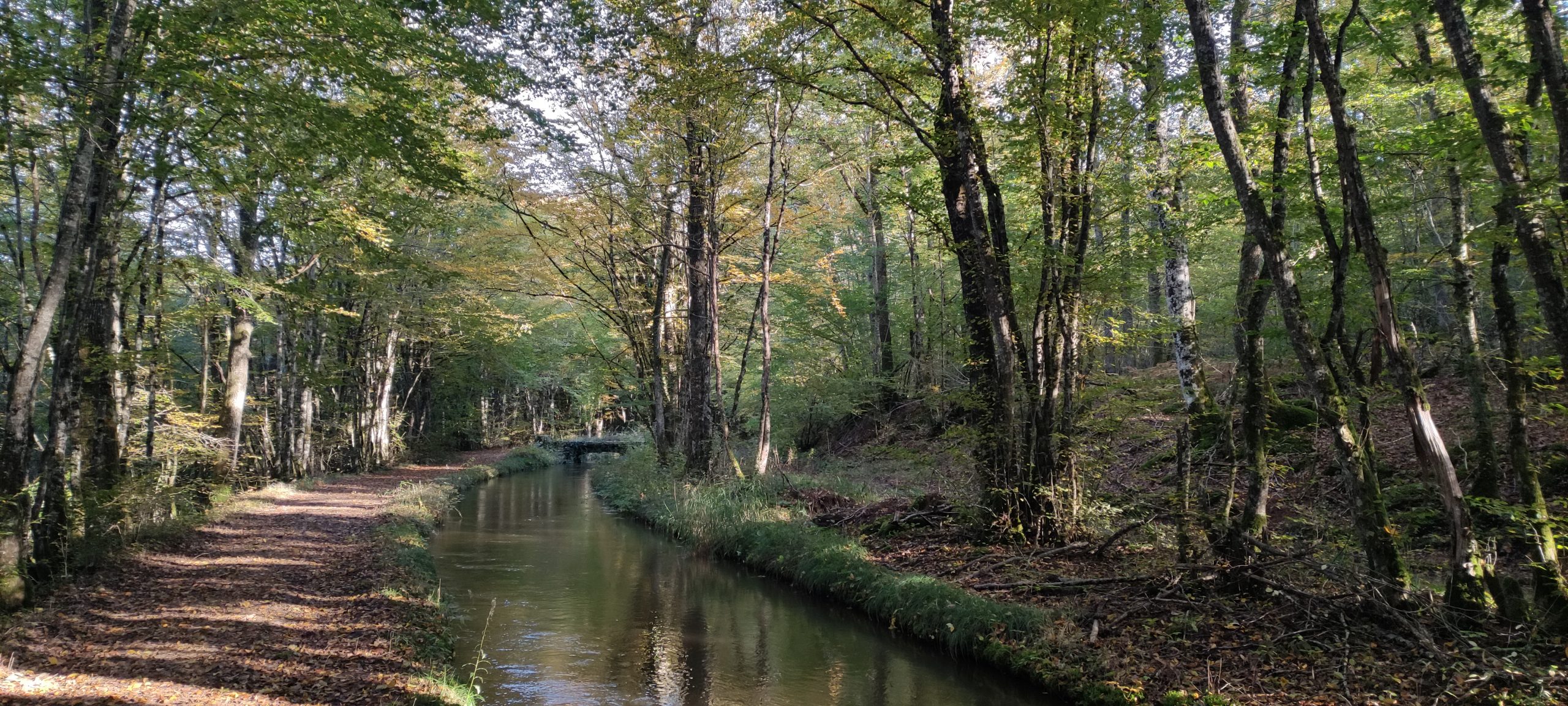 l'énergie des arbres