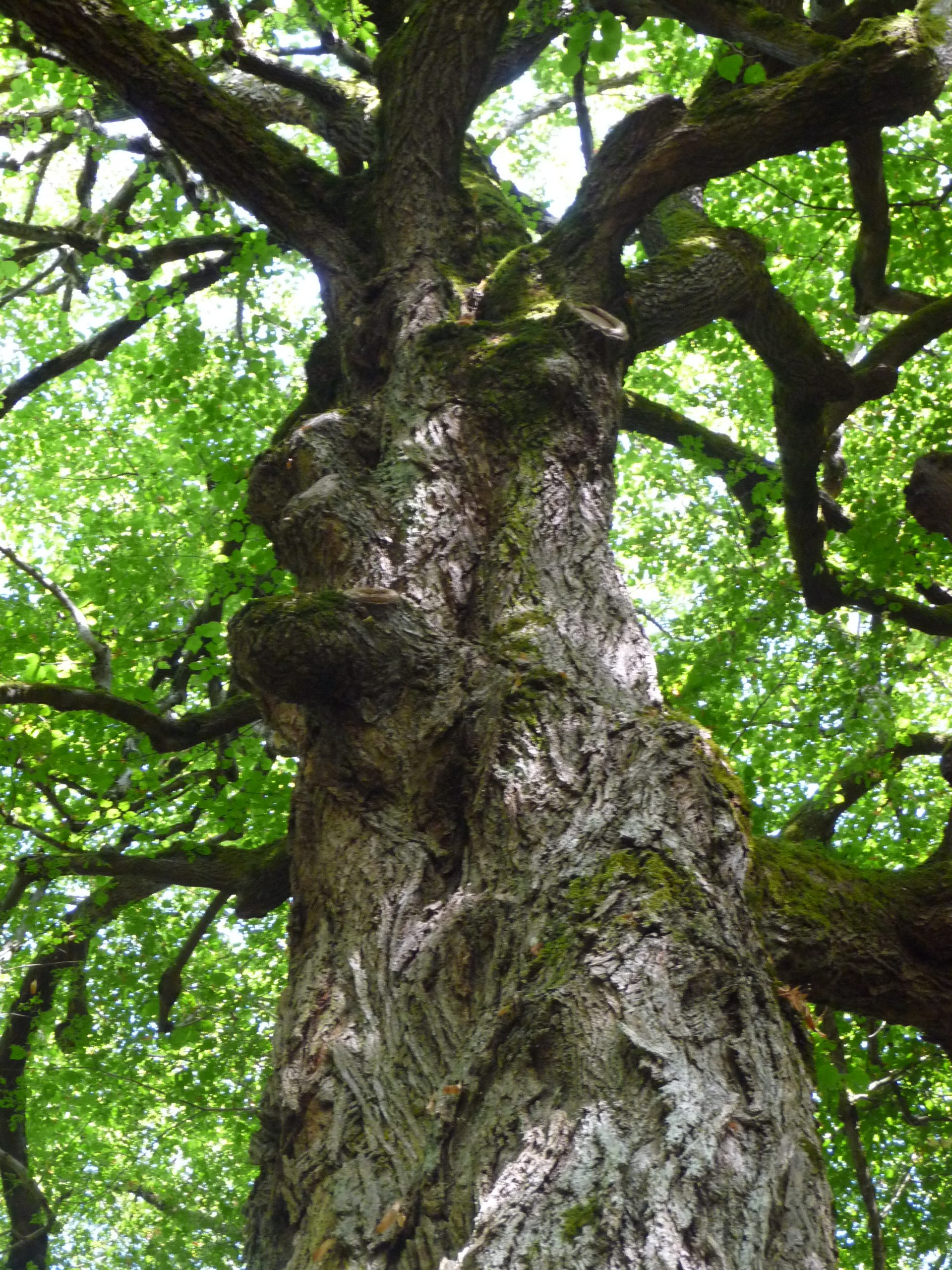 l'énergie des arbres