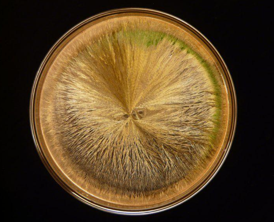 le vin sang de la terre