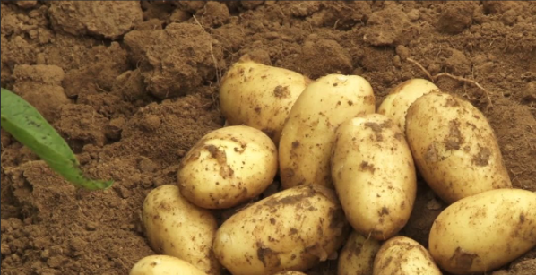 pommes de terre