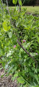 en mai au jardin