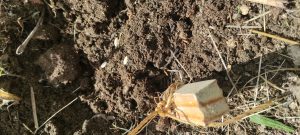 en mai au jardin