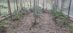 en mai au jardin
