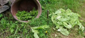 jardin