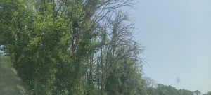 mort des arbres