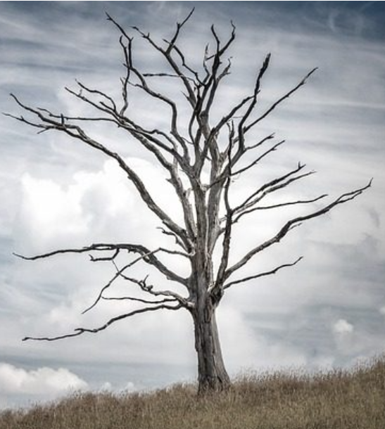 mort des arbres
