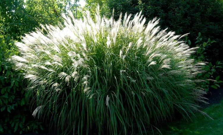 miscanthus